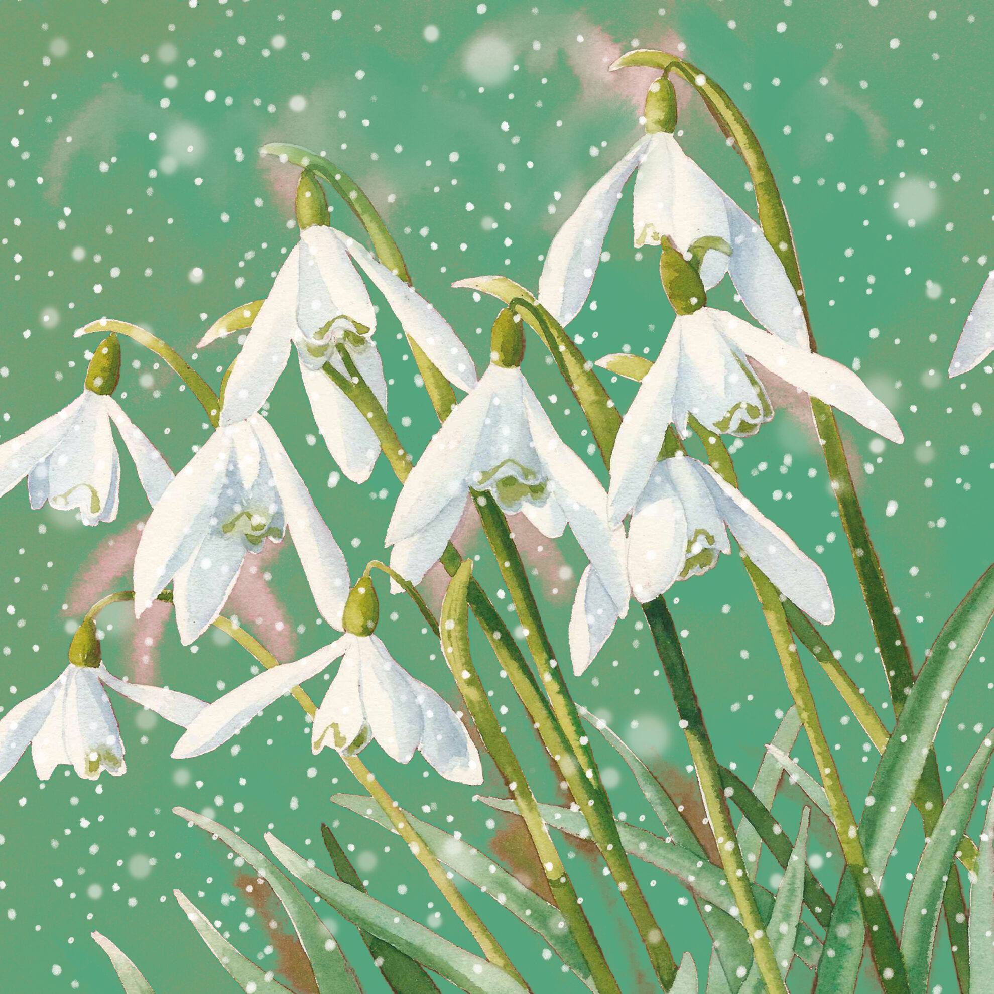 Snowdrops Christmas Cards Pack of 10 Potters House Limited